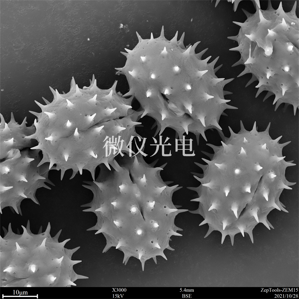 掃描電鏡測樣，要注意什么？